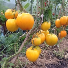 Томат Золото Сибири