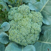 Капуста Тонус