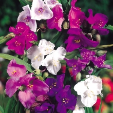 Традесканция Шарм смесь