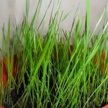 Трава Радужное перышко для пернатых