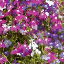 Лобелия Триколор ампельная смесь