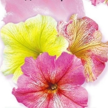 Петуния Дольче Трио F1