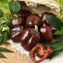 Перец Трюфелек Шоколадный F1 (Вкуснятина)