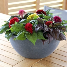 Целозия Брейниак Микс гребенчатая