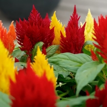 Целозия Кимоно Микс