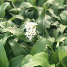 Черемша Медвежонок