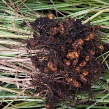 Чуфа Земляной миндаль