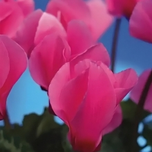 Цикламен Бетти