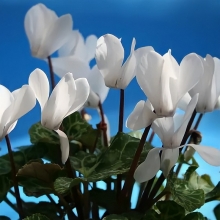 Цикламен мини Бригитта