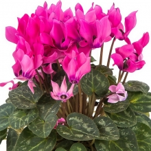 Цикламен мини Гильда