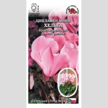 Цикламен мини Хельга