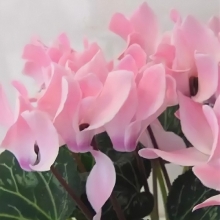 Цикламен мини Хельга