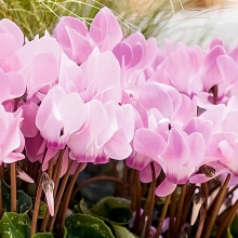 Цикламен мини Розмари