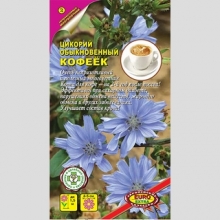 Цикорий Кофеёк (обыкновенный)