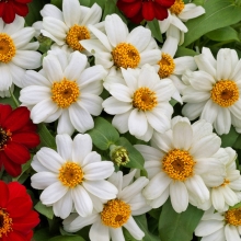 Цинния Белиз Даубл Белая