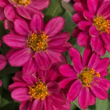 Цинния Белиз Даубл Розовая