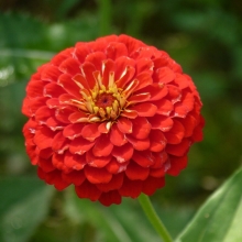 Цинния Мастер Алая