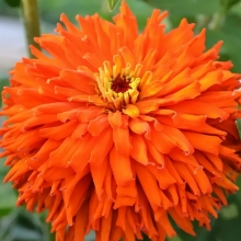 Цинния Ацтек