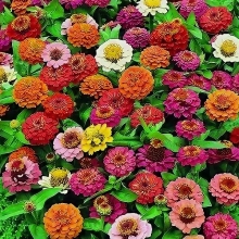 Цинния Дюймовочка, смесь