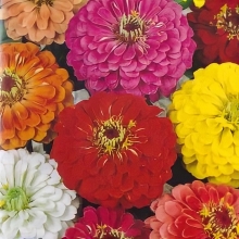 Цинния Эмилия смесь