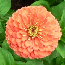 Цинния Исполин лососевый