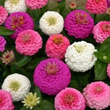 Цинния Ягодный коктейль (изящная)