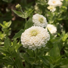 Цинния Клеопатра F1 белая