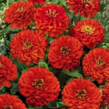 Цинния Клеопатра F1 алая