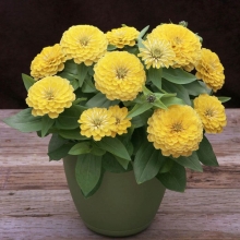 Цинния Клеопатра F1 желтая