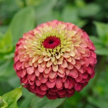 Цинния Королева Красный лайм