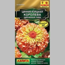 Цинния Королева Оранжевый лайм