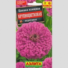 Цинния Крупноцветковая пурпурная