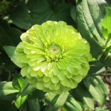 Цинния Лайм изящная