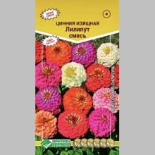 Цинния Лилипут смесь