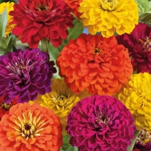 Цинния Магическая красавица смесь