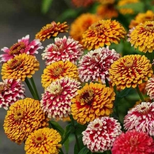 Цинния Мексика Табаско