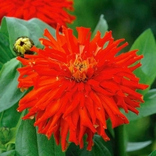 Цинния Рэд Мэн