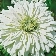 Цинния Снежинка