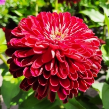 Цинния Супер Йога Вайн