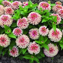 Цинния Свизли F1 Красная с белым