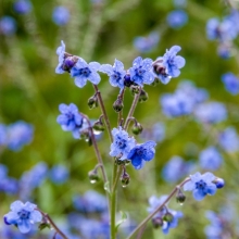 Циноглоссум Небосвод (чернокорень)