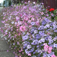 Вискария Холидей смесь