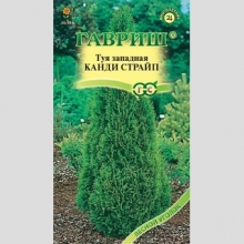 Туя Канди Страйп западная