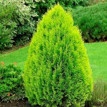 Туя Гармония восточная