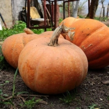 Тыква Апорт