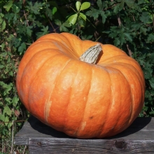 Тыква Атлантик джайнт