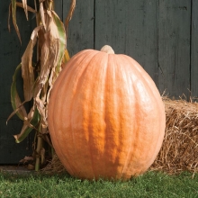 Тыква Атлантик Гигант