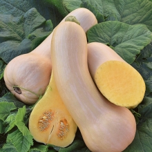 Тыква Северное чудо F1