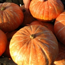 Тыква Ольга