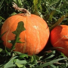 Тыква Улыбка